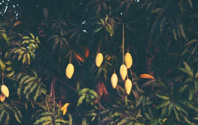 Banyak khasiat yang terkandung pada daun mangga, seperti mengatasi diabetes dan batu ginjal. (Ilustrasi/Pexels)