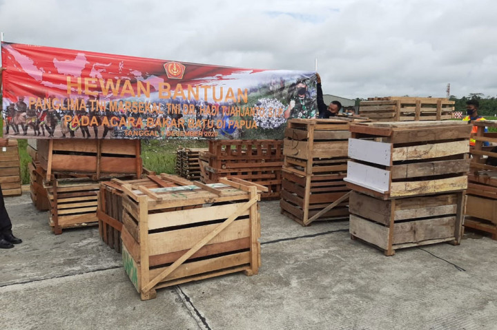 Panglima TNI Bantu 59 Babi Untuk Upacara Bakar Batu di Papua