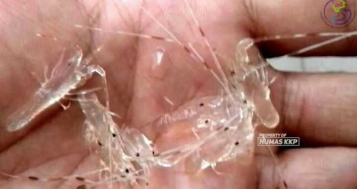 5 Populer Ekonomi, Ekspor Benih Lobster hingga Gerak Rupiah