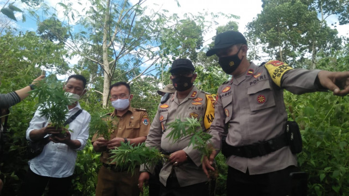 Polisi Temukan 69 Batang Ganja di Pagar Alam