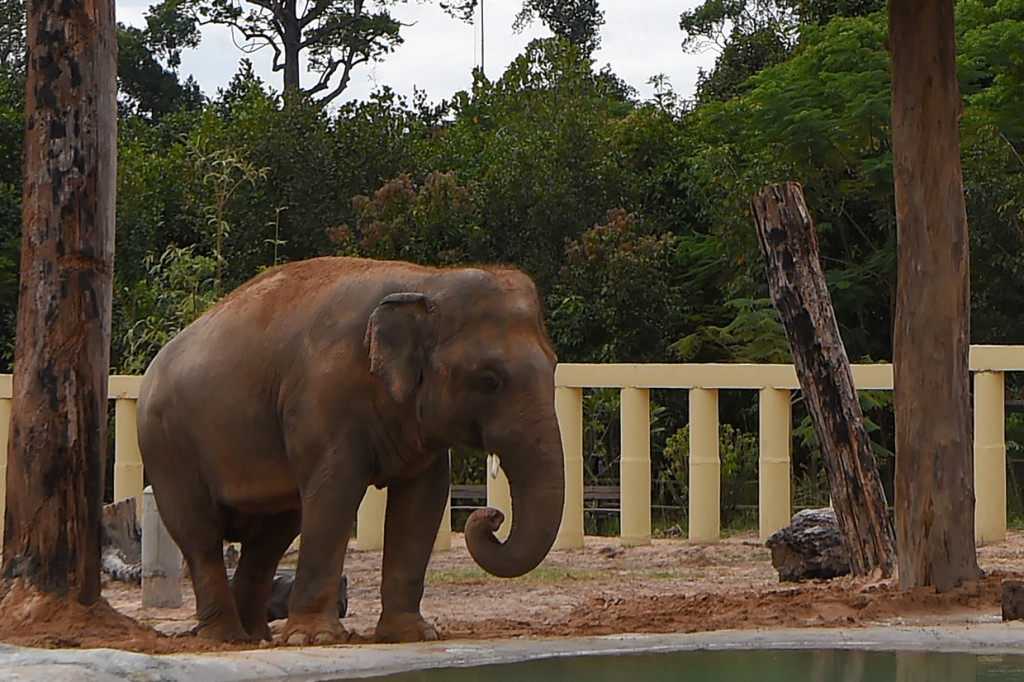 Kaavan, Gajah Paling Kesepian di Dunia Dipindahkan ke Kamboja