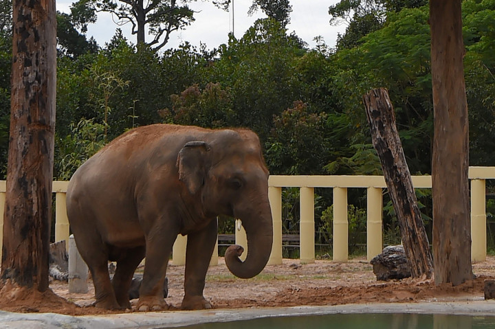 Kaavan, Gajah Paling Kesepian di Dunia Dipindahkan ke Kamboja