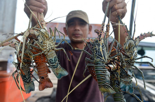Pelarangan atau Pengelolaan, Mana Lebih Efektif bagi Benur Lobster?