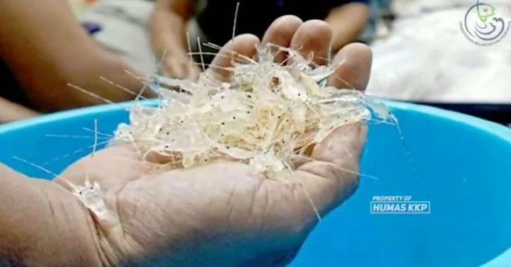 Bea Cukai Sita 42.500 Benih Lobster Selundupan Tujuan Vietnam