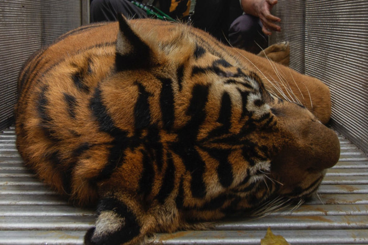 Satu Lagi Harimau Sumatera Masuk Perangkap