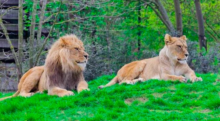 Empat Singa di Kebun Binatang Spanyol Positif Covid-19