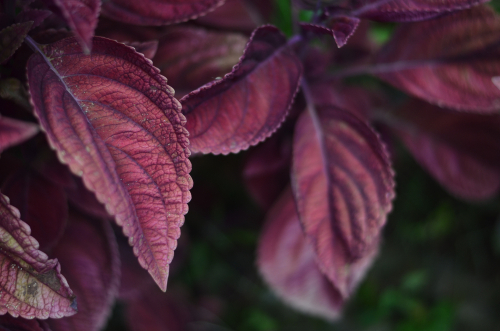 Daun shiso merah (Foto:Shutterstock)