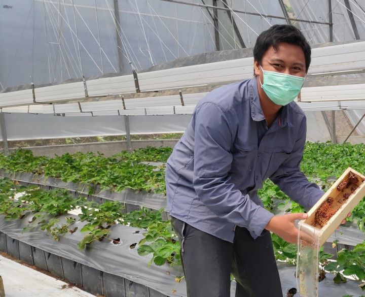 Dosen IPB Jelaskan Manfaat Lebah untuk Penyerbukan Kebun Strawberry
