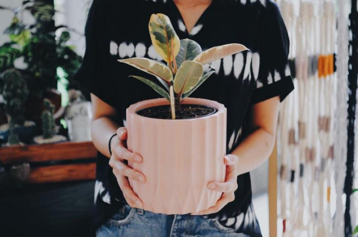 Plantopia x Woke Space, Wadah Pertemuan Penggemar Tanaman dan Vegan