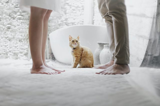 Berikut tanda kucing peliharaan kamu senang. (Foto: Pexels.com)