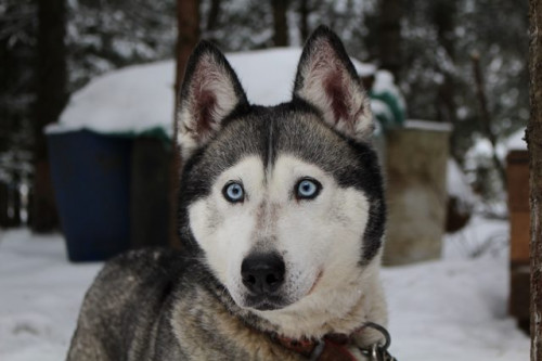 5 Anjing Ini Tampilannya Mirip Serigala