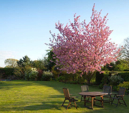 4 Cara Membuat Taman di Rumah Lebih Hidup
