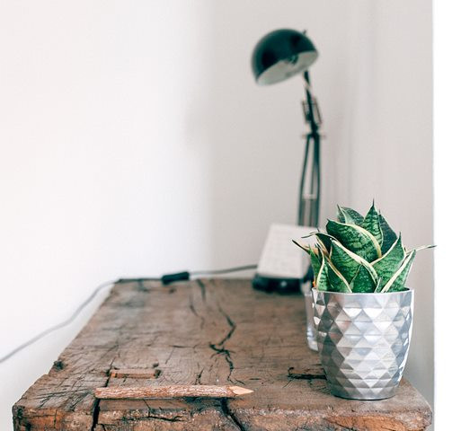 Lidah mertua salah satu tanaman yang kuat dan cocok untuk diletakkan baik di dalam atau pun di luar ruangan. (Foto: Pexels.com)