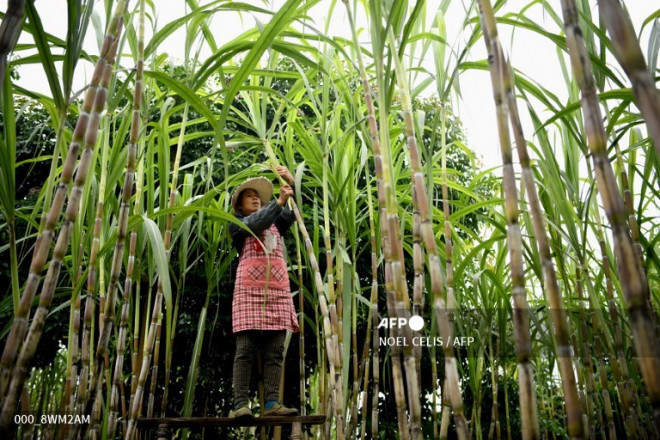 Kejar Produksi Mentan Panen  dan Tanam Padi  di  Lampung 