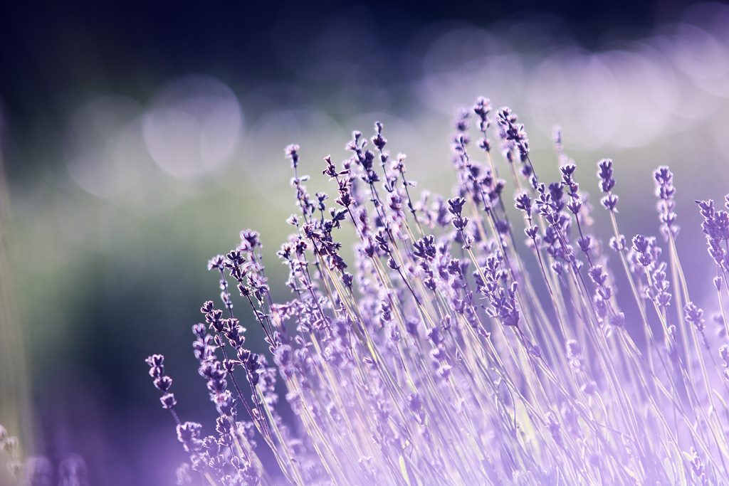 Bunga Lavender (Foto: Pexels)