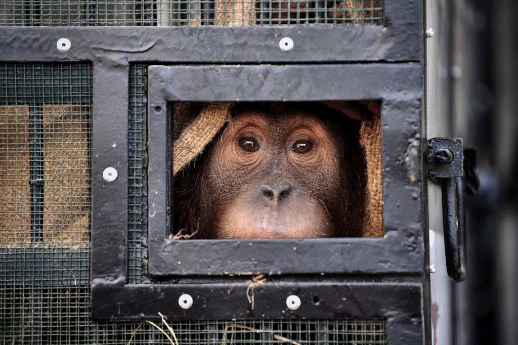 Orangutan