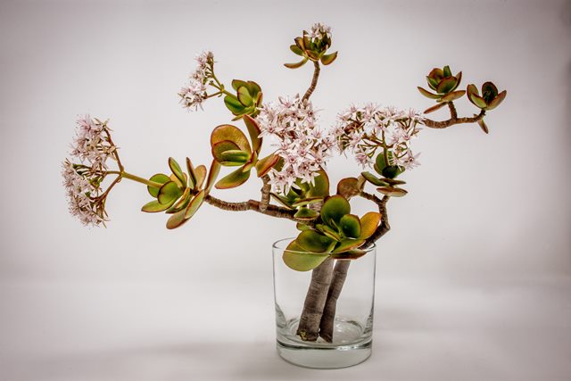 Jade plant, salah satu tanaman yang cocok untuk di balkon rumah. (Foto: Ilustrasi/Pexels.com)