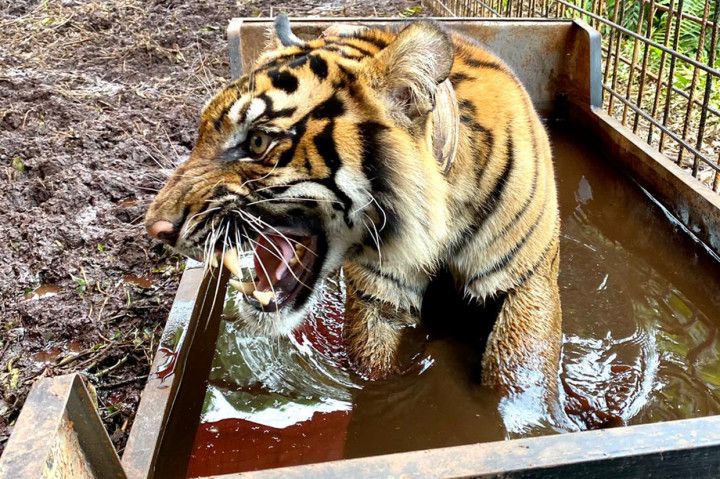 BBKSDA Riau Lepasliarkan Harimau Sumatera Corina