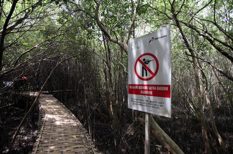 Ilustrasi hutan mangrove. Foto: MI/Arya Manggala