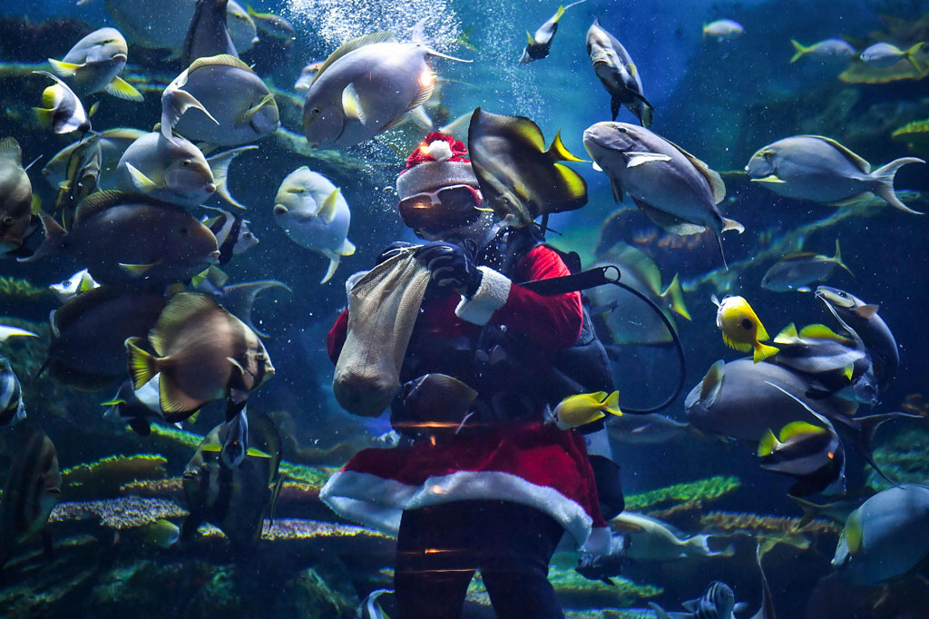 Melihat Aksi Sinterklas Menyelam dan Memberi Makan Ikan di Akuarium Thailand