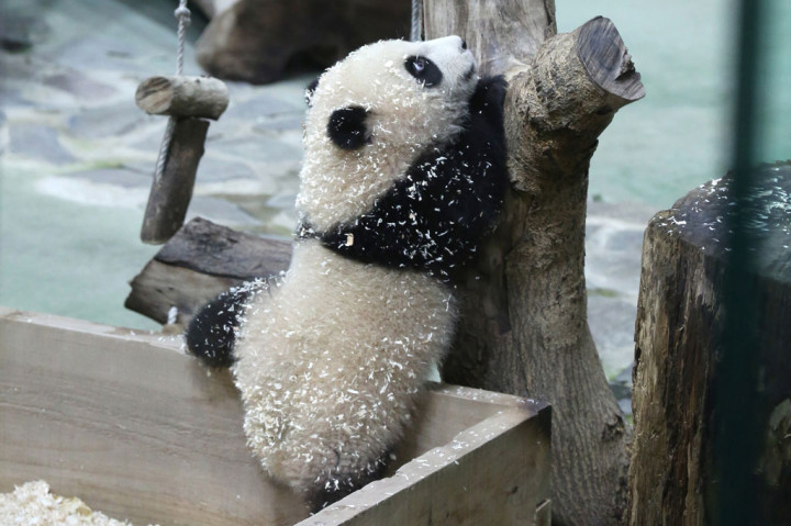 Anak Panda Kelahiran Taiwan Tampil Perdana di Depan Media
