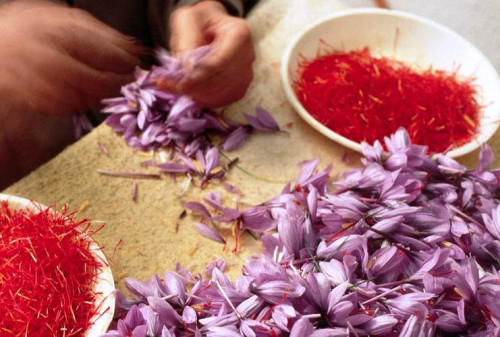 Manfaat Saffron Rempah Termahal Di Dunia Bagi Kesehatan