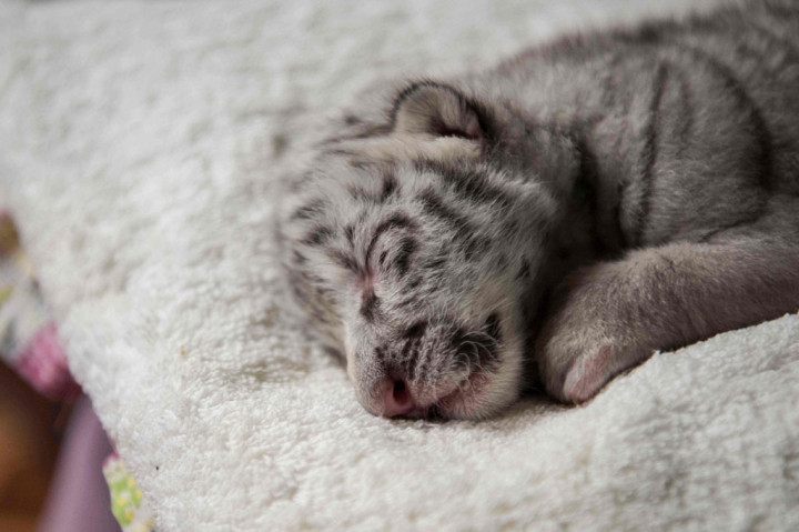Kabar Gembira! Harimau Putih Langka Lahir di Kebun Binatang Nikaragua