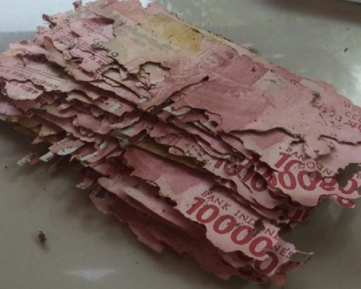 Uang Rp15 Juta Dimakan Rayap, LPS: Simpan di Bank Dijamin Aman