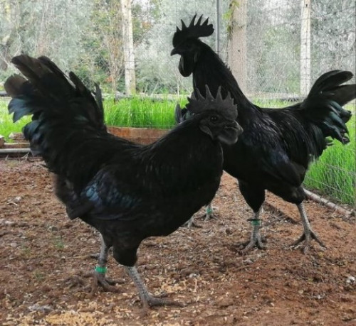 Ayam Cemani yang Hampir 100% Semuanya Hitam