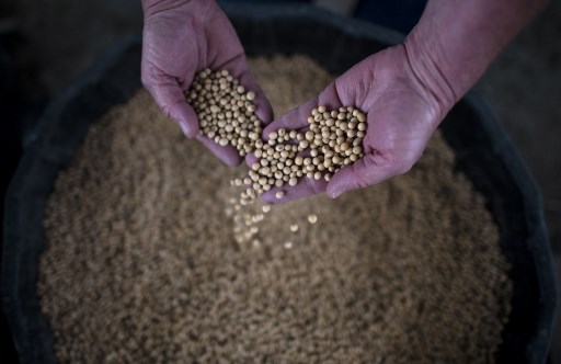 Harga Kedelai Bakal Stabil dalam 100 Hari