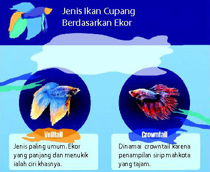 Ikan Cupang, Primadona di Masa Pandemi