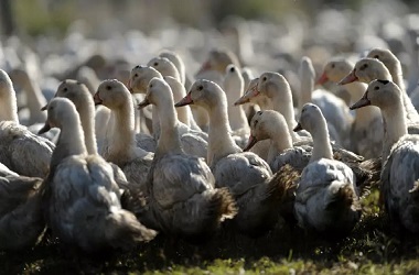 Prancis Musnahkan 600 Ribu Bebek untuk Redam Flu Burung