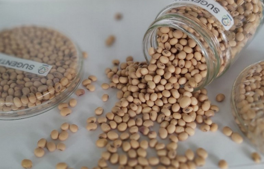 Upaya Batan Tingkatkan Produktivitas Kedelai Nasional