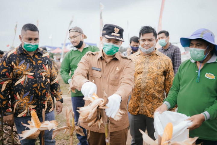 Pekanbaru Sukses Panen 30 Ton Jagung Hibrida