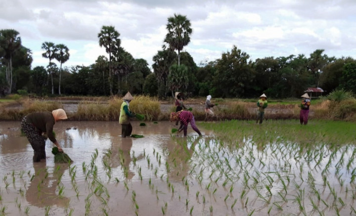 Cegah Kerugian Gagal Panen, Petani Sukabumi Diminta Gunakan Asuransi