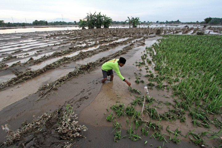Asuransi Bantu Petani Nunukan Hindari Kerugian Akibat Gagal Panen