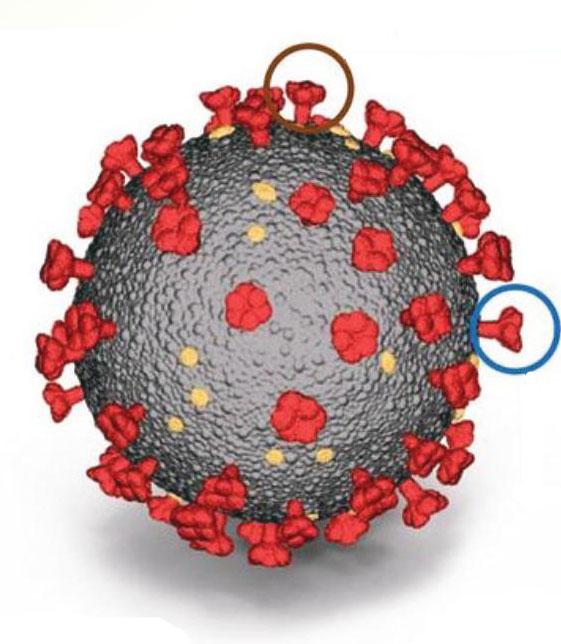 Tangar Tiga Varian SARS-CoV-2