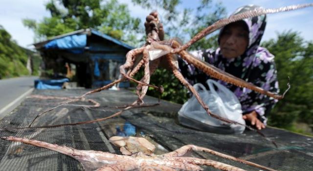 Ekspor Gurita Indonesia ke Meksiko Senilai Rp1,1 Miliar