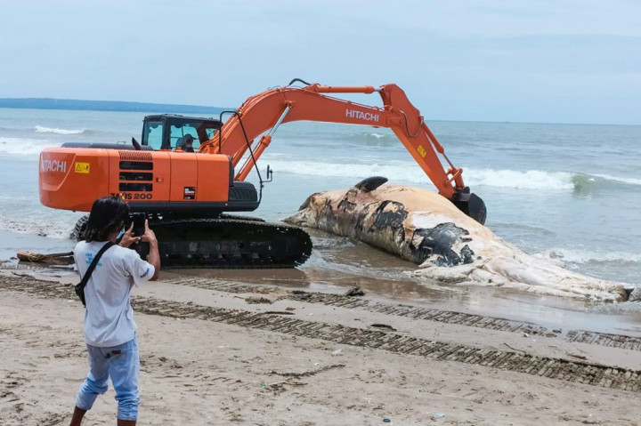 Bangkai Paus Terdampar di Pantai Batu Belig Badung Dikubur
