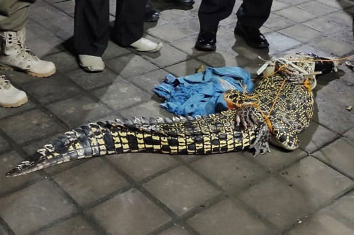 Buaya Sepanjang 2 Meter Hebohkan Warga Sidoarjo