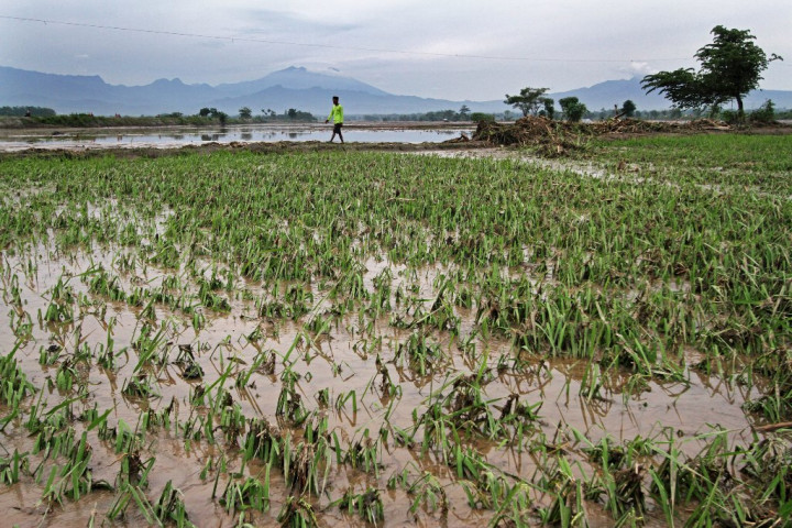 Asuransi Bantu Petani Kalsel Atasi Kerugian Akibat Banjir