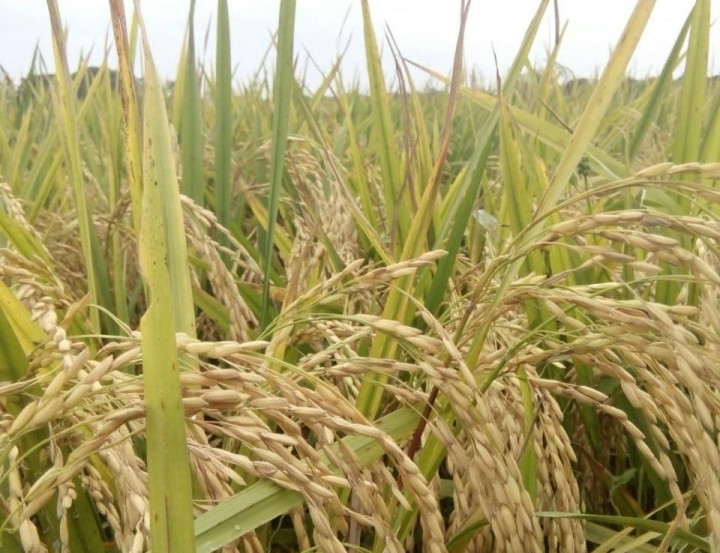 Cegah Kerugian Akibat Serangan Hama, Petani Cilacap Diimbau Asuransikan Lahan