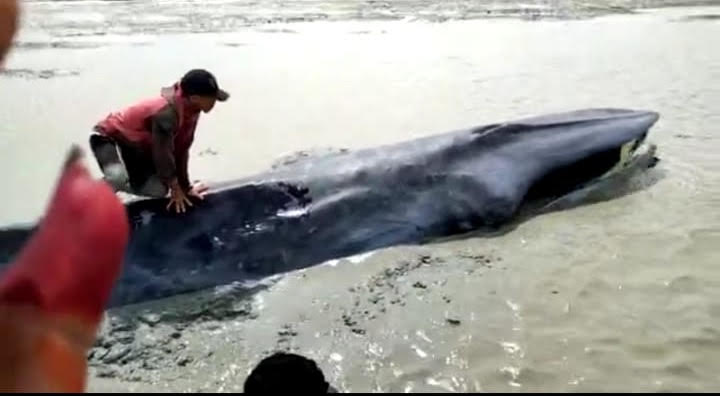 Paus Berukuran 5 Meter Terdampar di Perairan OKI Sumsel