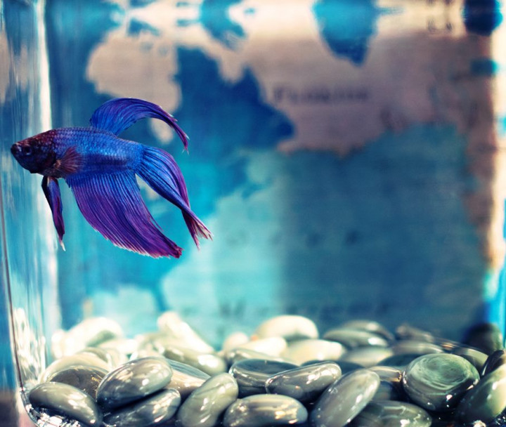 Manfaat Garam Akuarium untuk Ikan Cupang