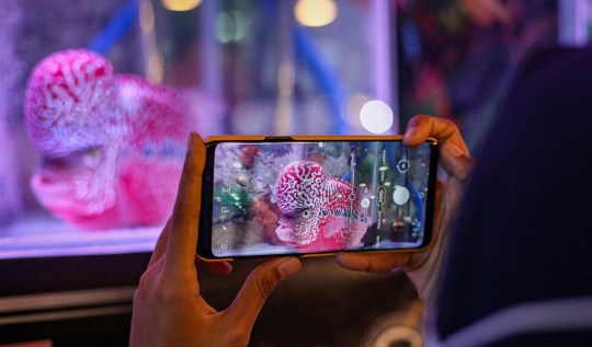 Ekspor Ikan Hias Bandung Melonjak di Tengah Pandemi