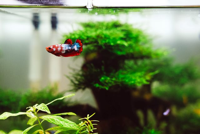 Ini alasan ikan cupang memuntahkan makanannya. (Foto: Ilustrasi/Unsplash.com)
