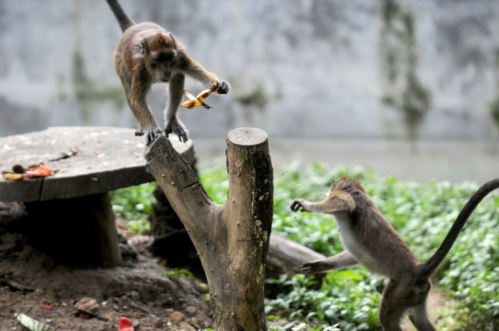 Kawanan Monyet 'Menginvasi' Puspiptek Tangerang Sejak 2000