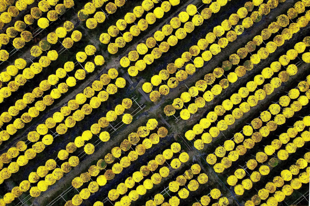 Menengok Persiapan Imlek di Desa Sa Dec, Pemasok Bunga Terbesar di Vietnam