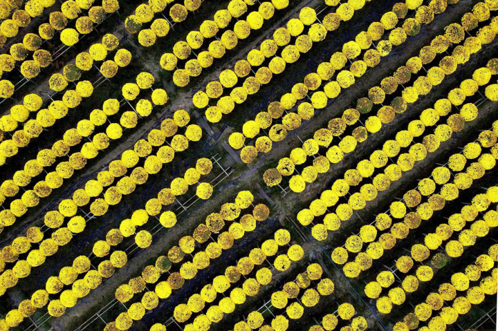 Menengok Persiapan Imlek di Desa Sa Dec, Pemasok Bunga Terbesar di Vietnam