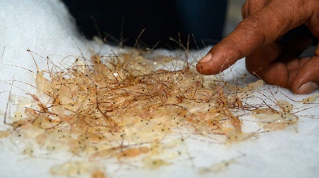 Upaya Penyelundupan Benih Lobster Capai Rp56 miliar di Awal Tahun